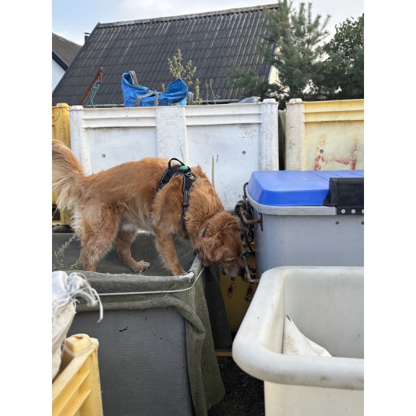 NW kursus - 28/2 + 1/3 - klasse 3 hunden - 6980 Tim (jylland)