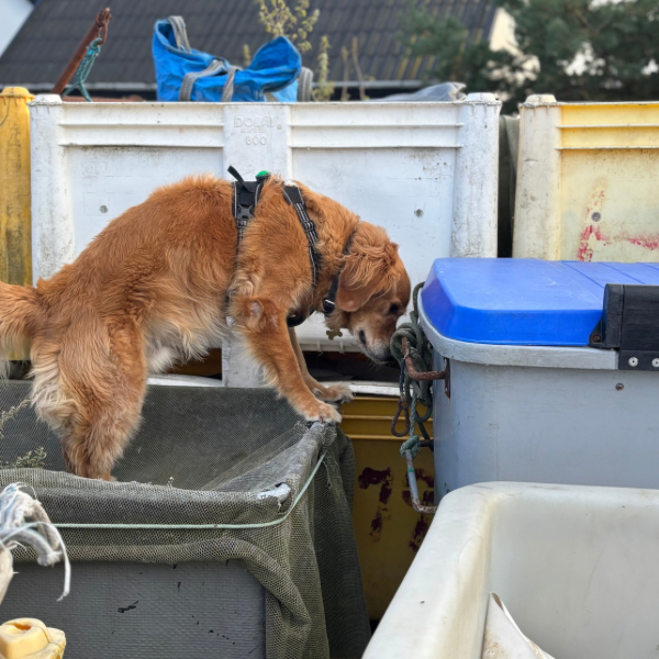 NW kursus -  25 og 26 feb. 2026 - klasse 3 hunden - 6980 Tim (jylland)