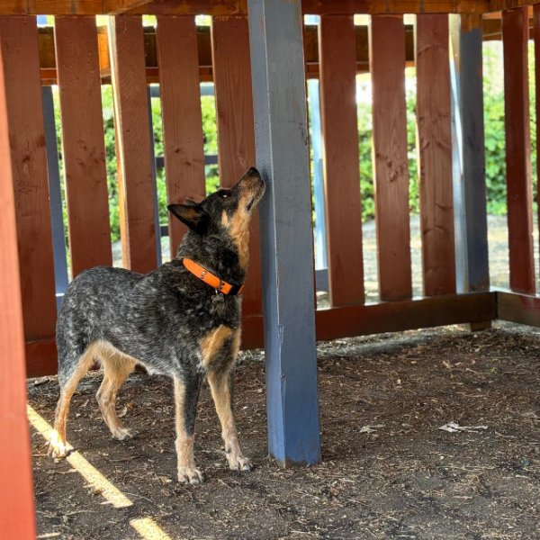 NW kursus - 21 og 22 februar 2026 - klasse 2 hunden - 6980 Tim (jylland)