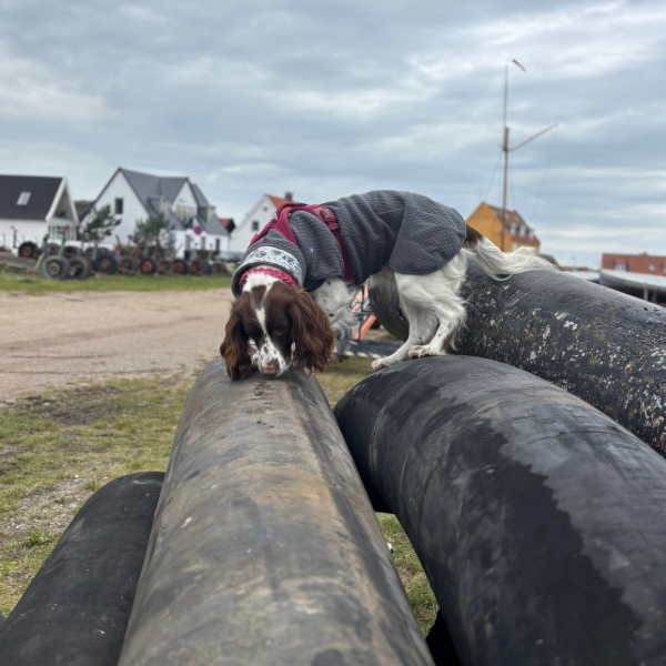NW online tr&aelig;ning - m&aring;ned