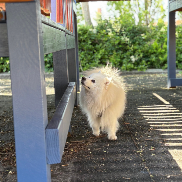 NW kursus - s&oslash;ndag 12 april - Bliv klar til en NW 1 pr&oslash;ve - 3490 Kvistg&aring;rd