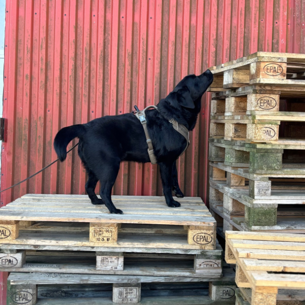 NW kursus - fredag 29 maj - Milj&oslash;tr&aelig;ning for NW klasse 2 og 3 hunden - 3490 Kvistg&aring;rd