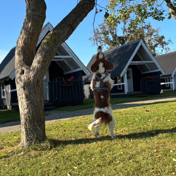 NW kursus - onsdag 3 juni - De h&oslash;je kilder og de t&aelig;tte kilder - 6854 Henne (jylland)