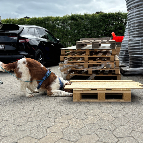 NW kursus -  l&oslash;rdag 2 januar 2027 - Hvordan bliver jeg bedre til blinds&oslash;g? - 5953 Tranek&aelig;r (Langeland)