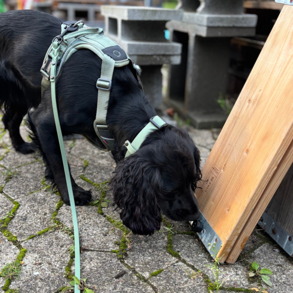 NW kursus 30/12-25 - Hvordan bliver jeg bedre til blindsøg? - Langeland