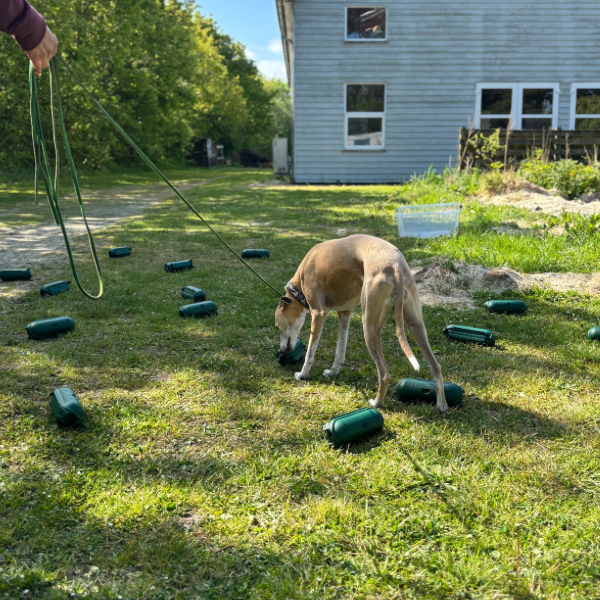 NW Camp - 5 - 7 juni 2026 - 6854 Henne