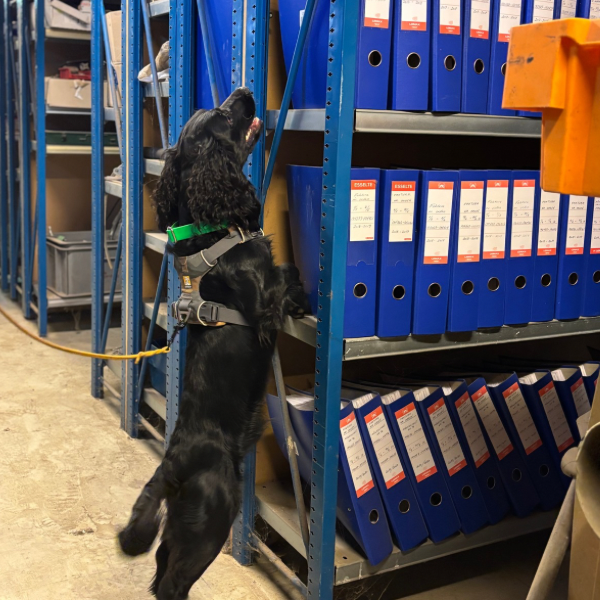 NW kursus 4/1-2026 - De høje kilder, som din hund ikke nå - Hillerød