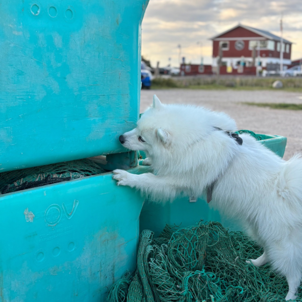 NW kursus - 28 feb. og 1. mar. 2026 - klasse 3 hunden - 6980 Tim (jylland)