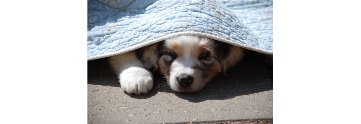 HUNDESYMFONIEN´S WEBSHOP
