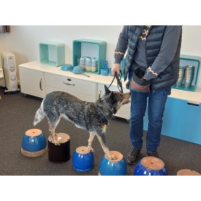 Milj� tr�ning / kropsforst�else hold mandag d. 13/4 kl. 18 - 19.30