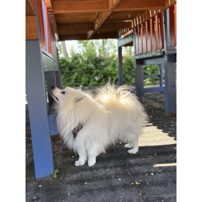 NW kursus/tr�ning - Tr�t hund nyt�rs aften 2026 - torsdag 31/12-2026 - (Langeland)