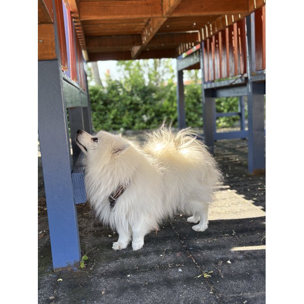 NW kursus/tr�ning - Tr�t hund nyt�rs aften 2026 - torsdag 31/12-2026 - (Langeland)