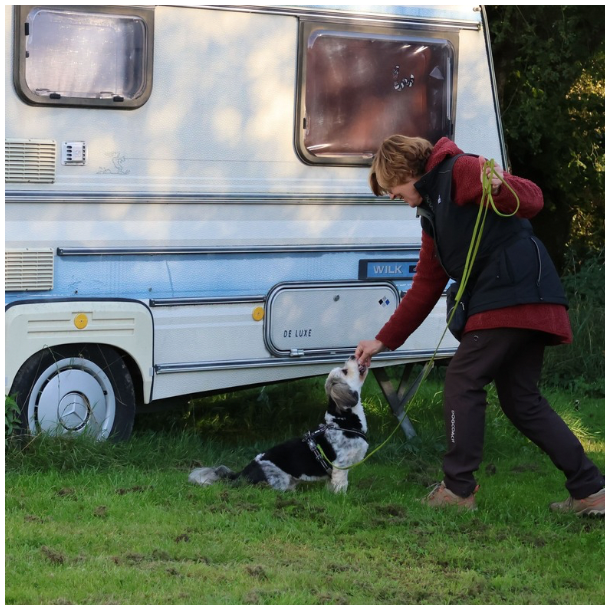 NW kursus - Hvordan bliver jeg en bedre hundefrer i NW? - sndag 23 nov. 2025 - Grsted