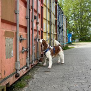 NW kursus - Bliv klar til en NW1 prve? - sndag 25. jan. 2026 - Hillerd