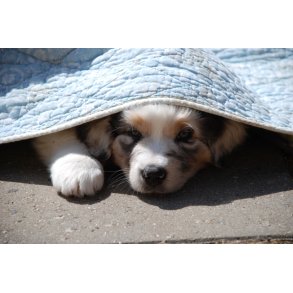 Hvalpe hold - opstart mandag d. 30/3 kl. 16.45 - 17.45