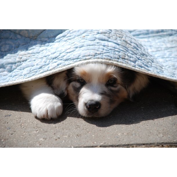 Hvalpe hold - opstart mandag d. 30/3 kl. 16.45 - 17.45